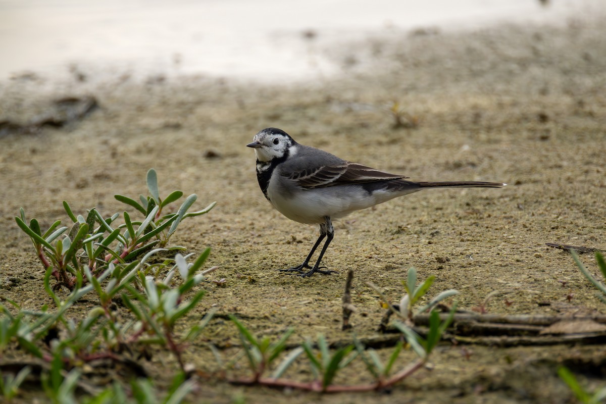 linerle - ML646855718