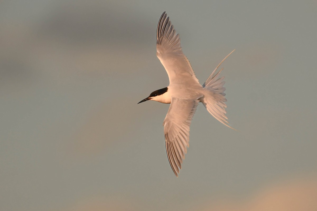 Txenada gorrizta - ML646855719
