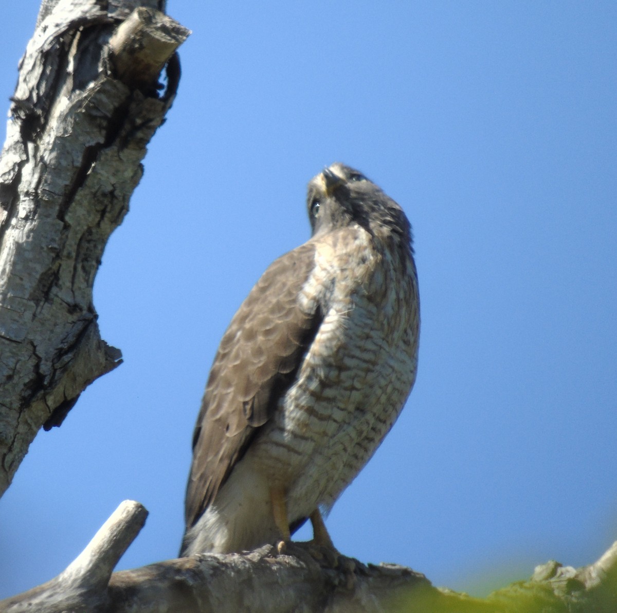 Roadside Hawk - ML646855720