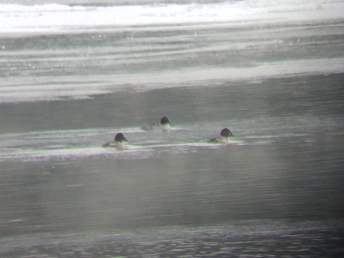 Porrón Osculado - ML646855723