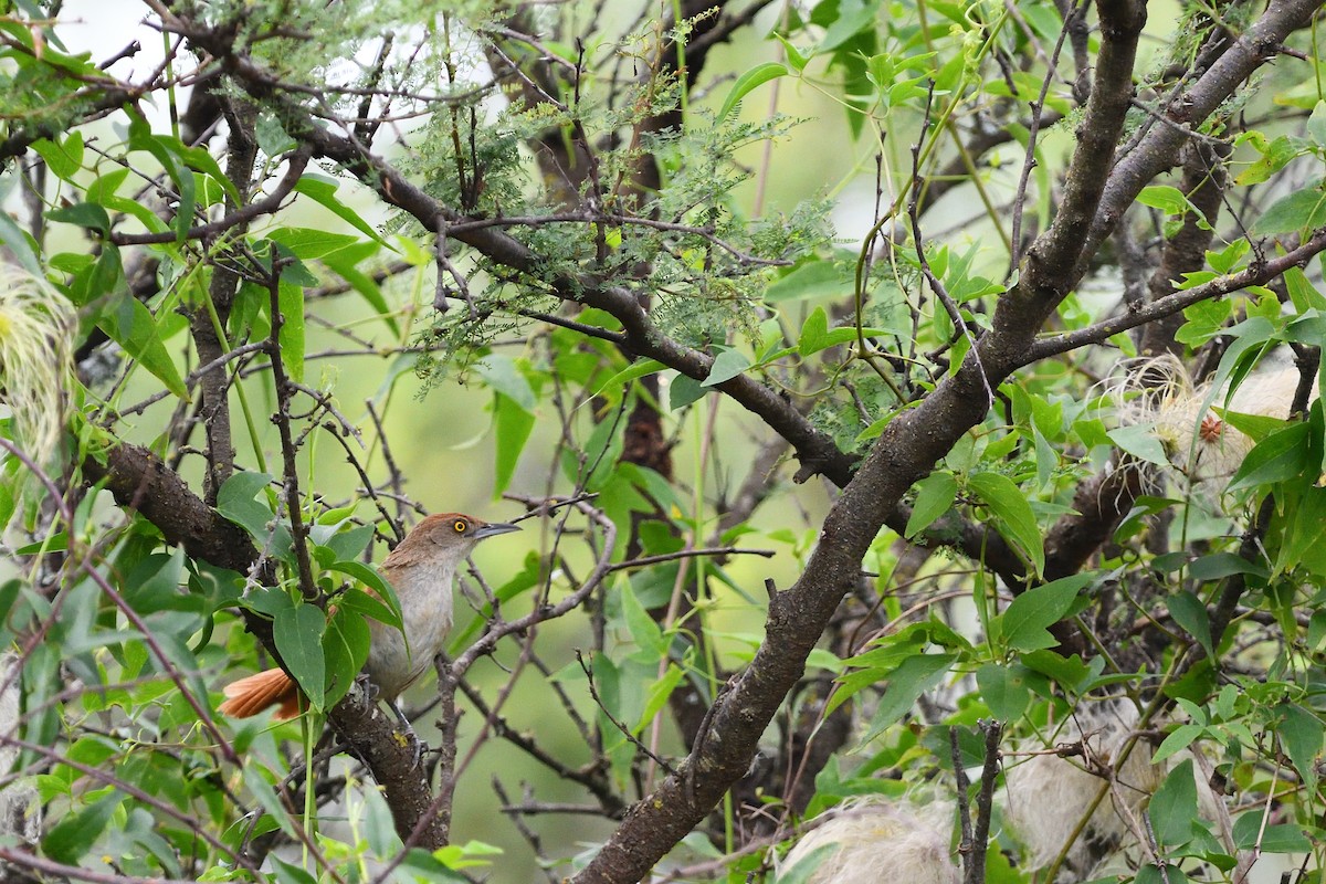 Greater Thornbird - ML646855728