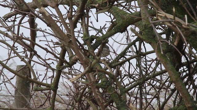 Greater Whitethroat - ML646855731