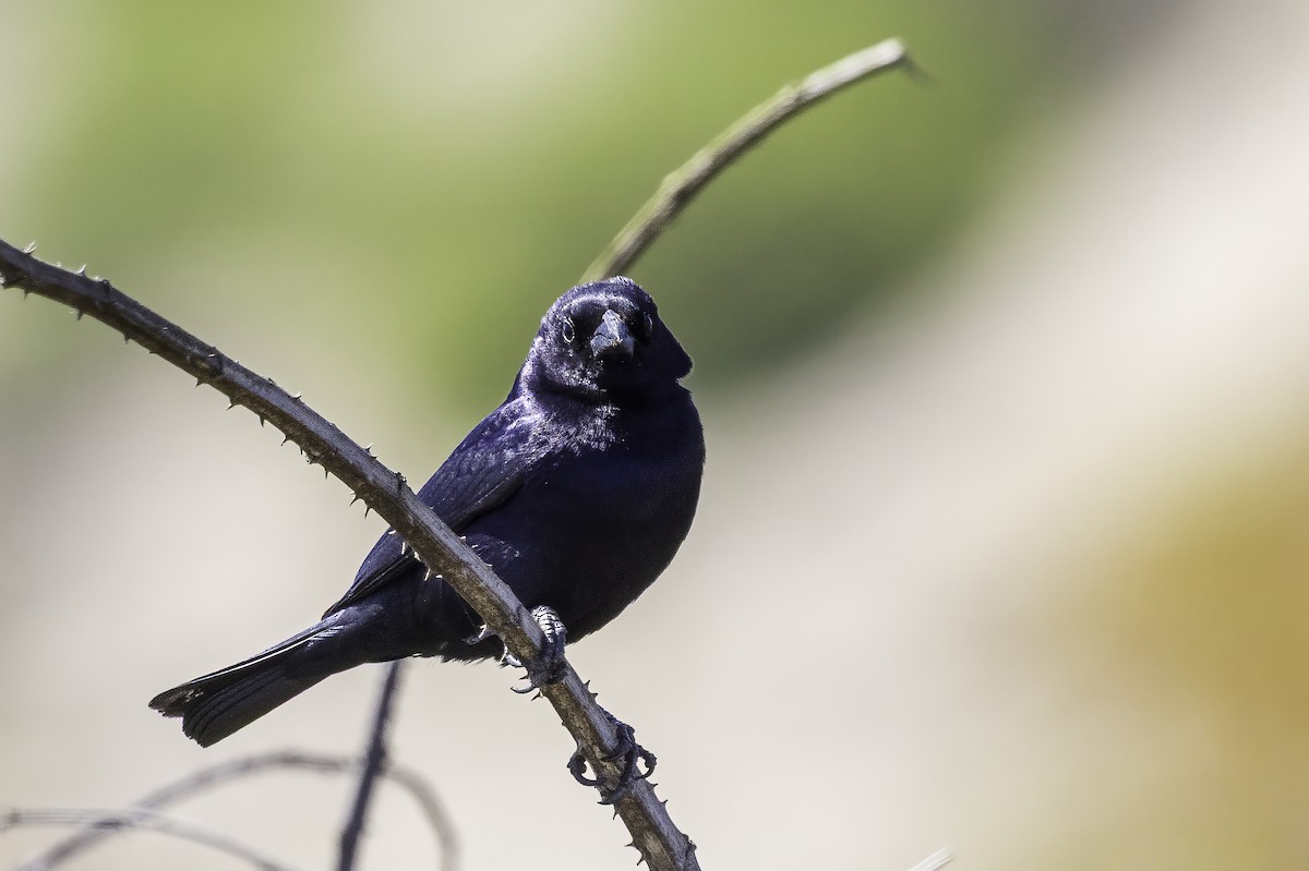 Shiny Cowbird - ML646855733