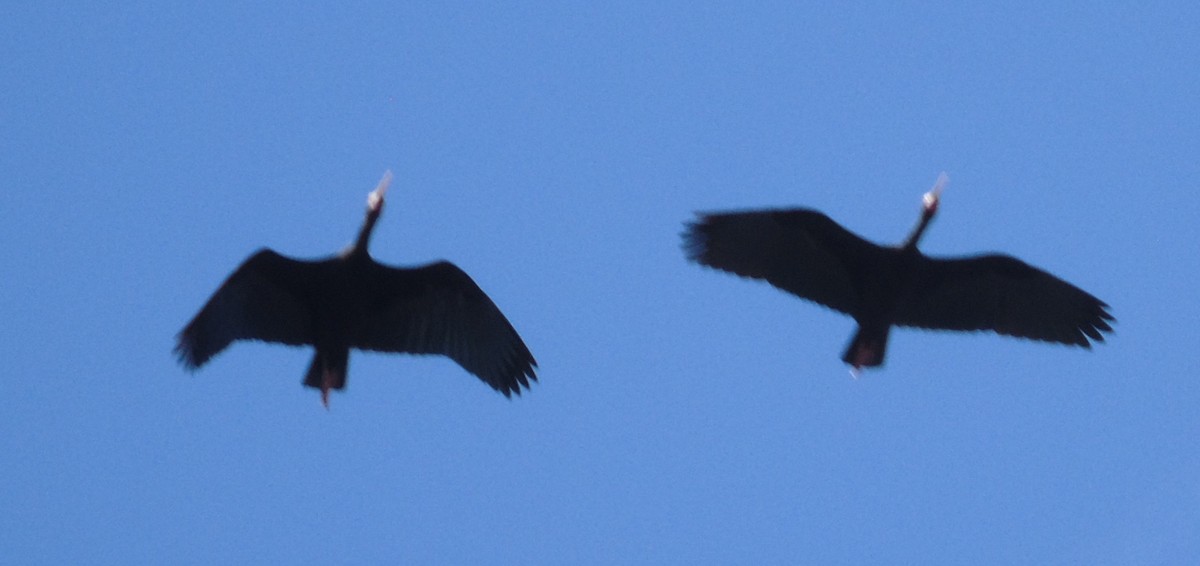 Ibis Afeitado - ML646855734