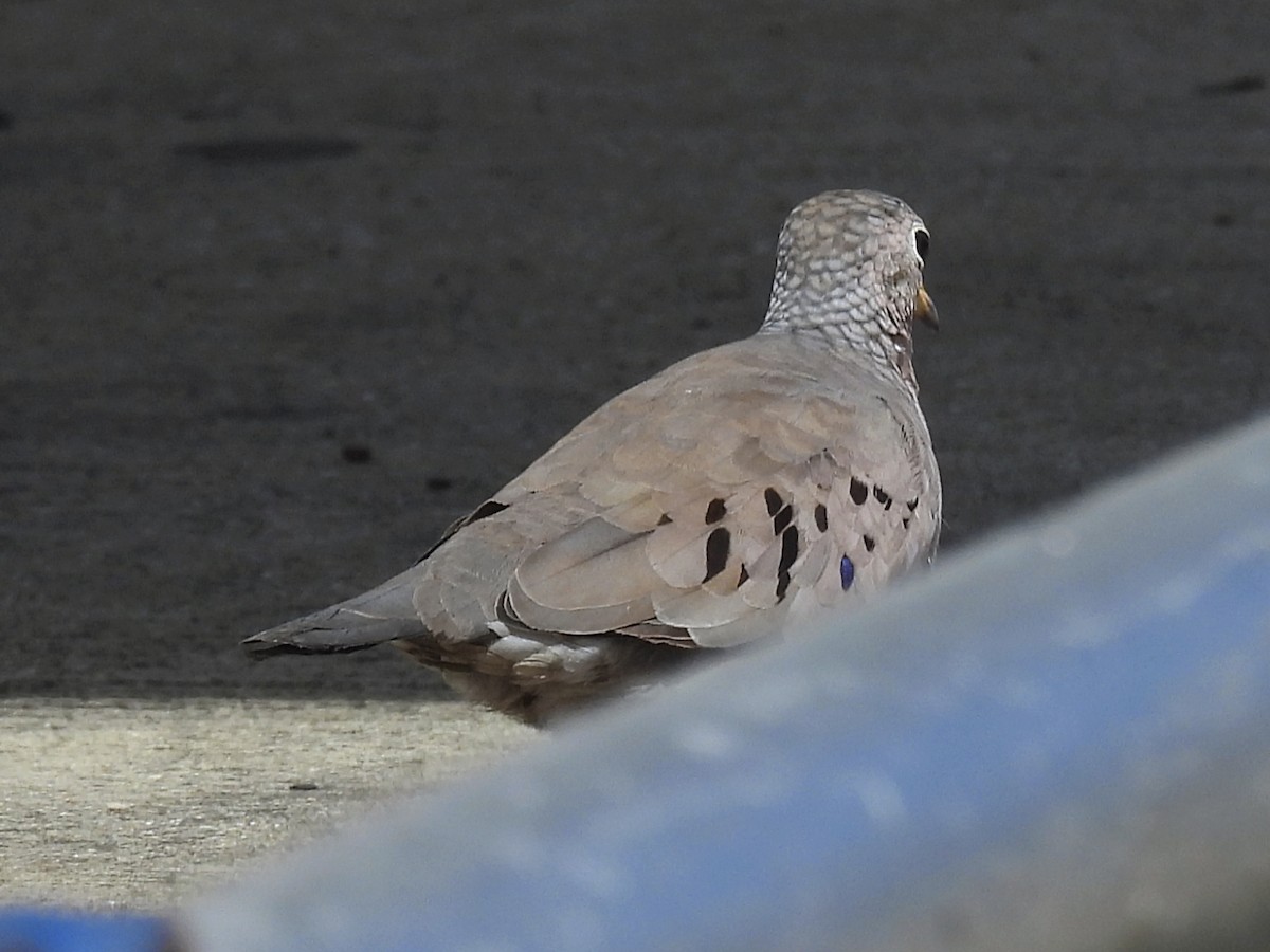 Common Ground Dove - ML646855742