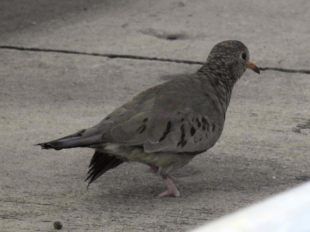 Common Ground Dove - ML646855743