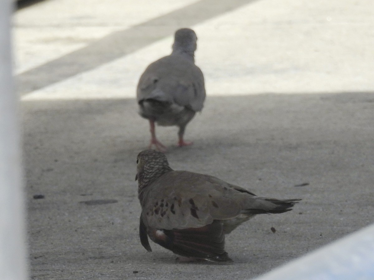 Common Ground Dove - ML646855744