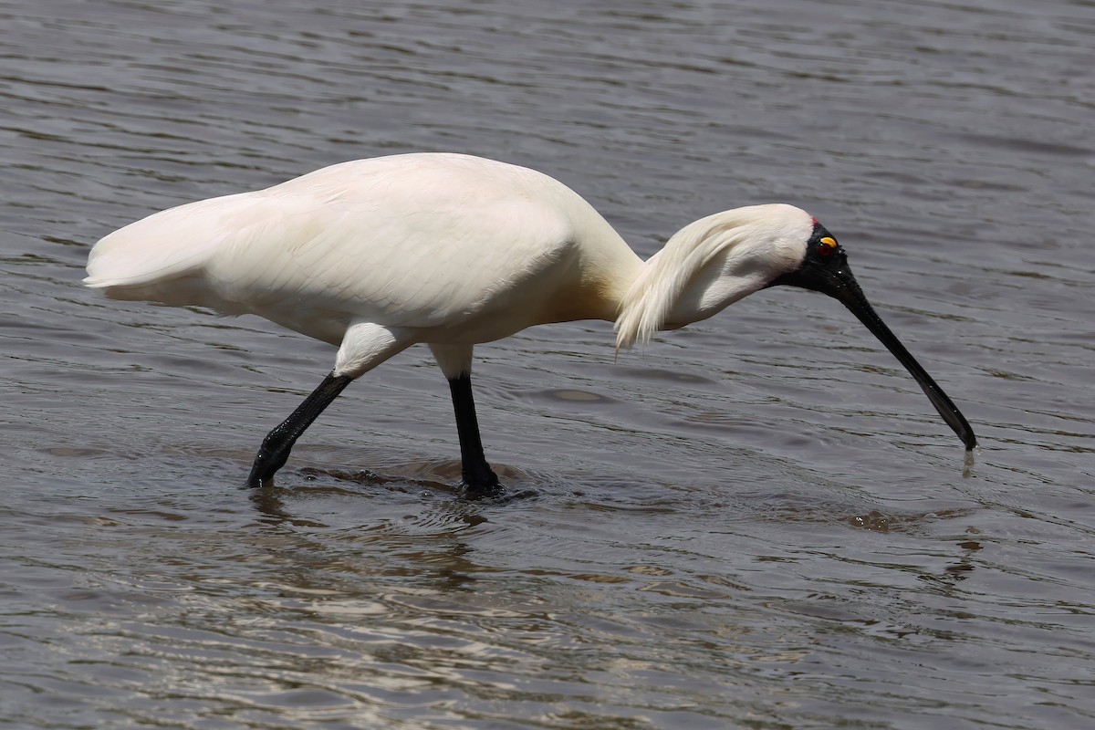 kongeskjestork - ML646855747