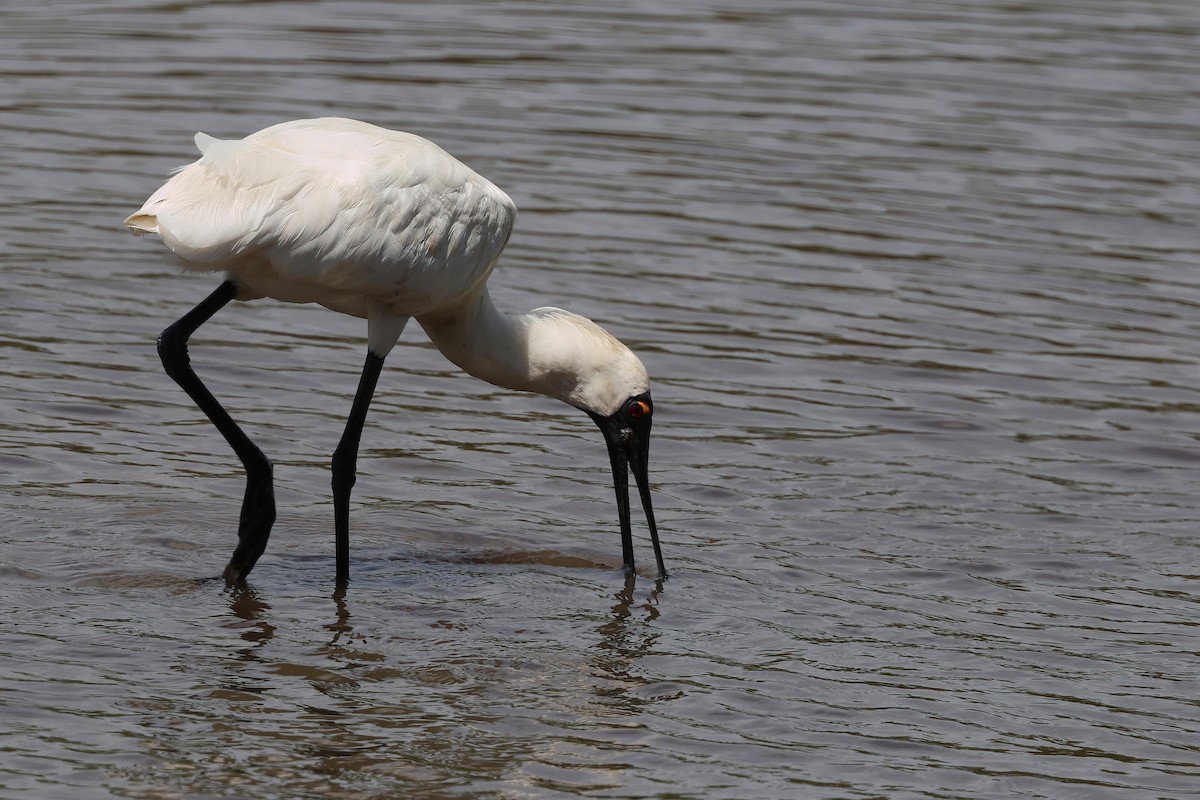 kongeskjestork - ML646855748