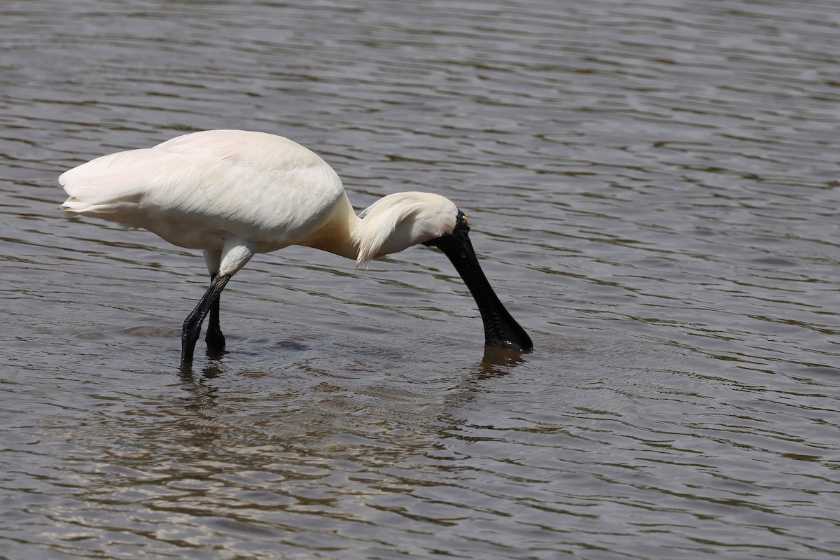 kongeskjestork - ML646855749