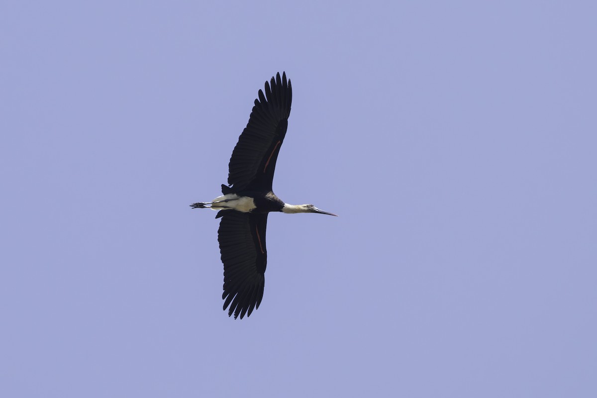 African Woolly-necked Stork - ML646855750