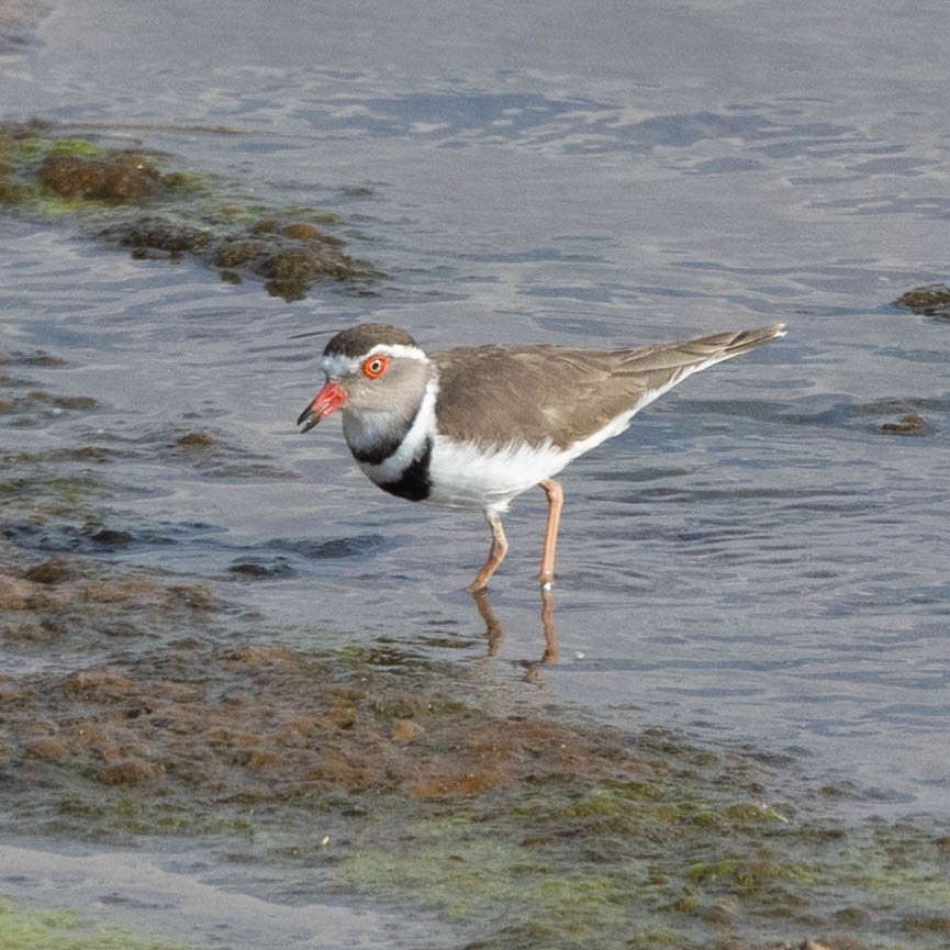 Three-banded Plover - ML646855752