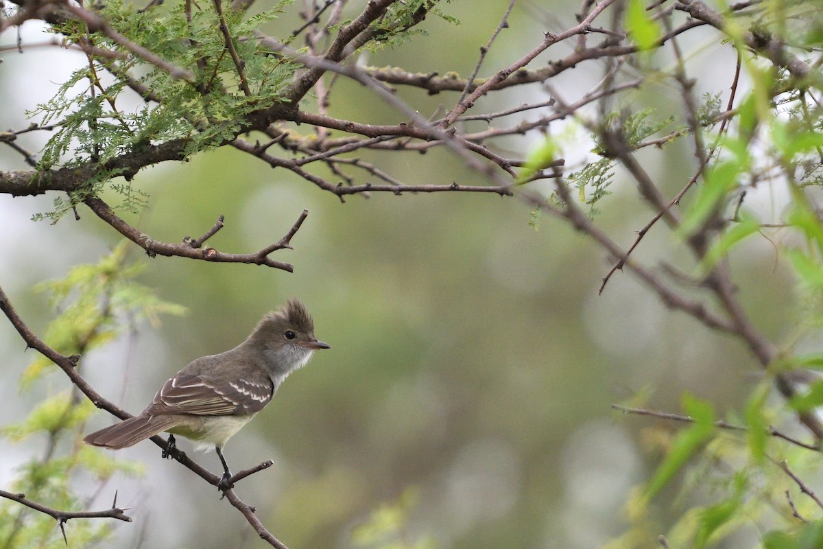 Large Elaenia - ML646855753