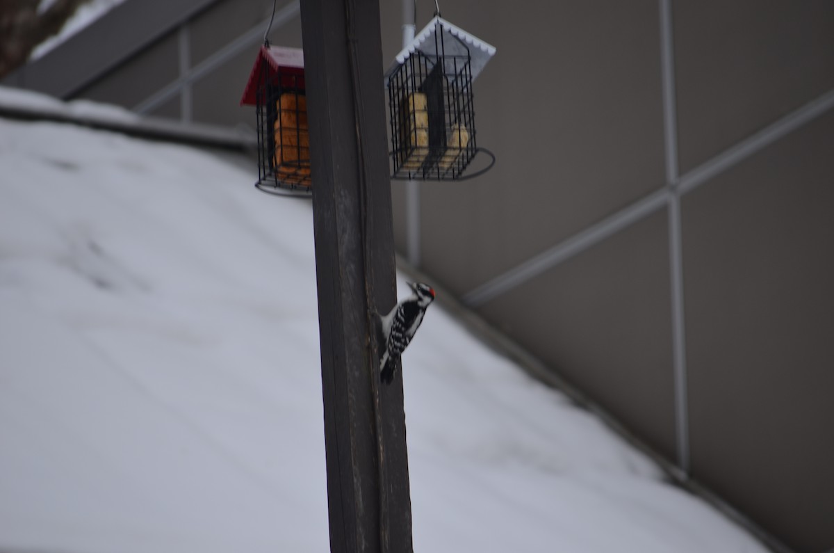 Downy Woodpecker - ML646855755