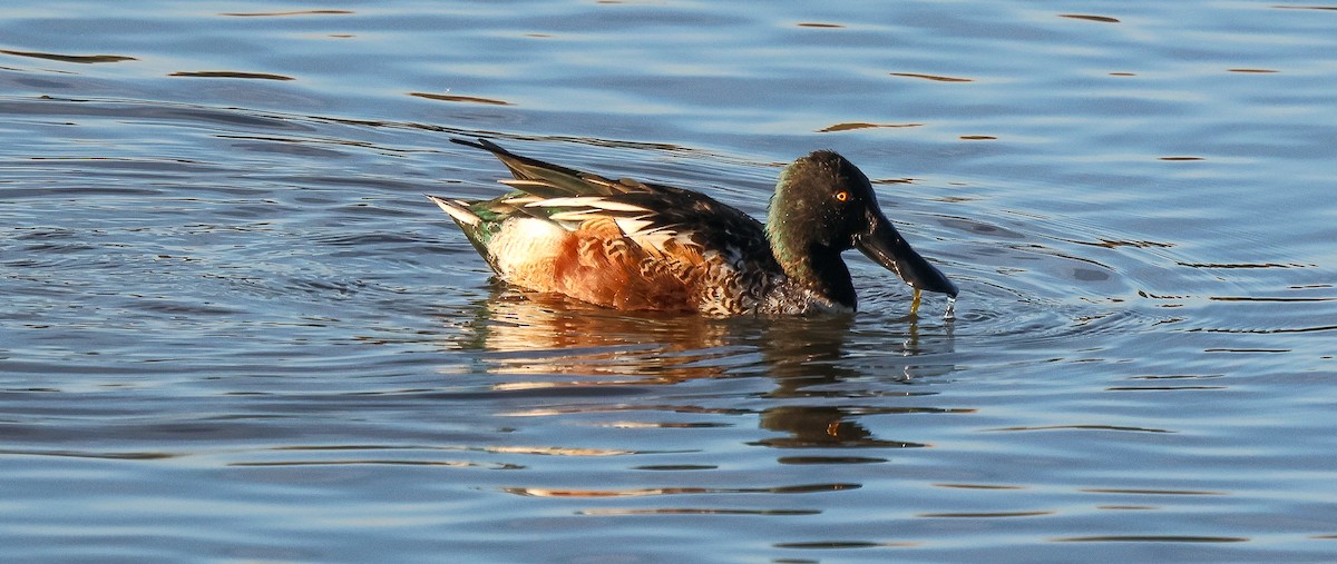 Широконоска - ML646855756