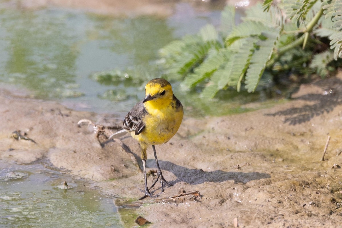 黃頭鶺鴒 - ML646855758