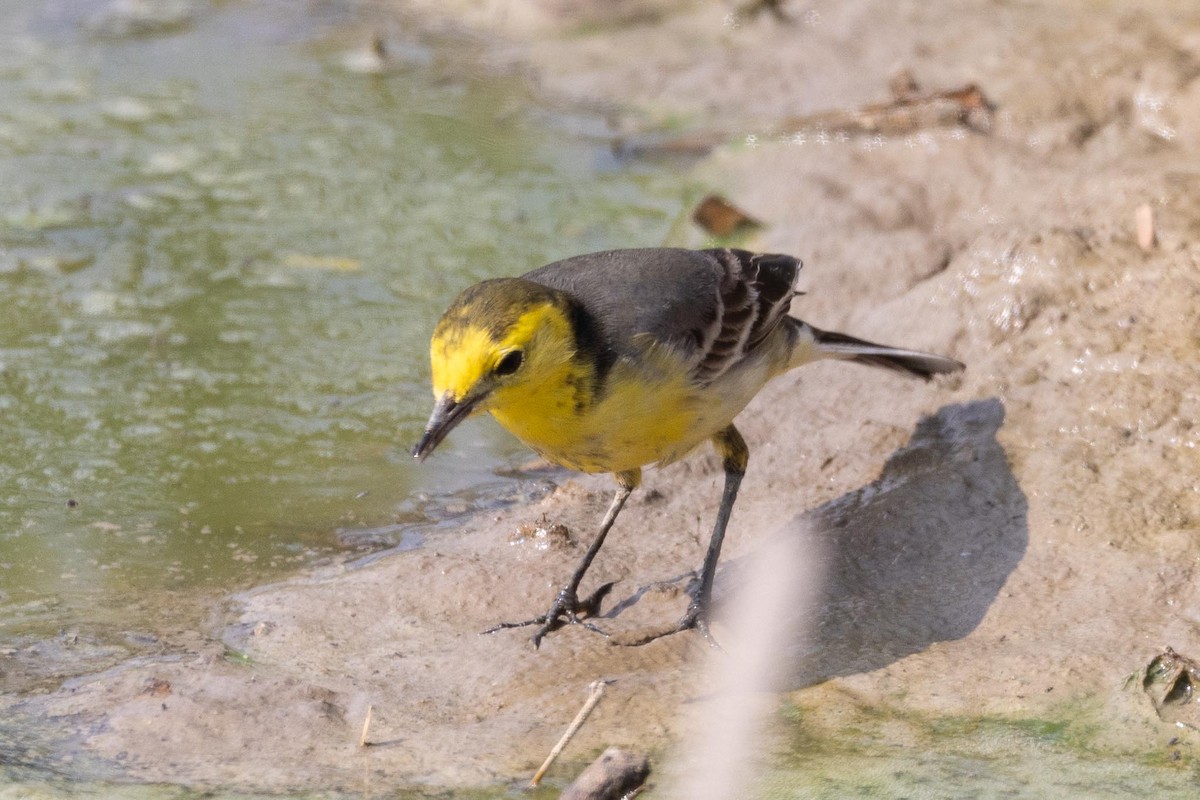 黃頭鶺鴒 - ML646855759