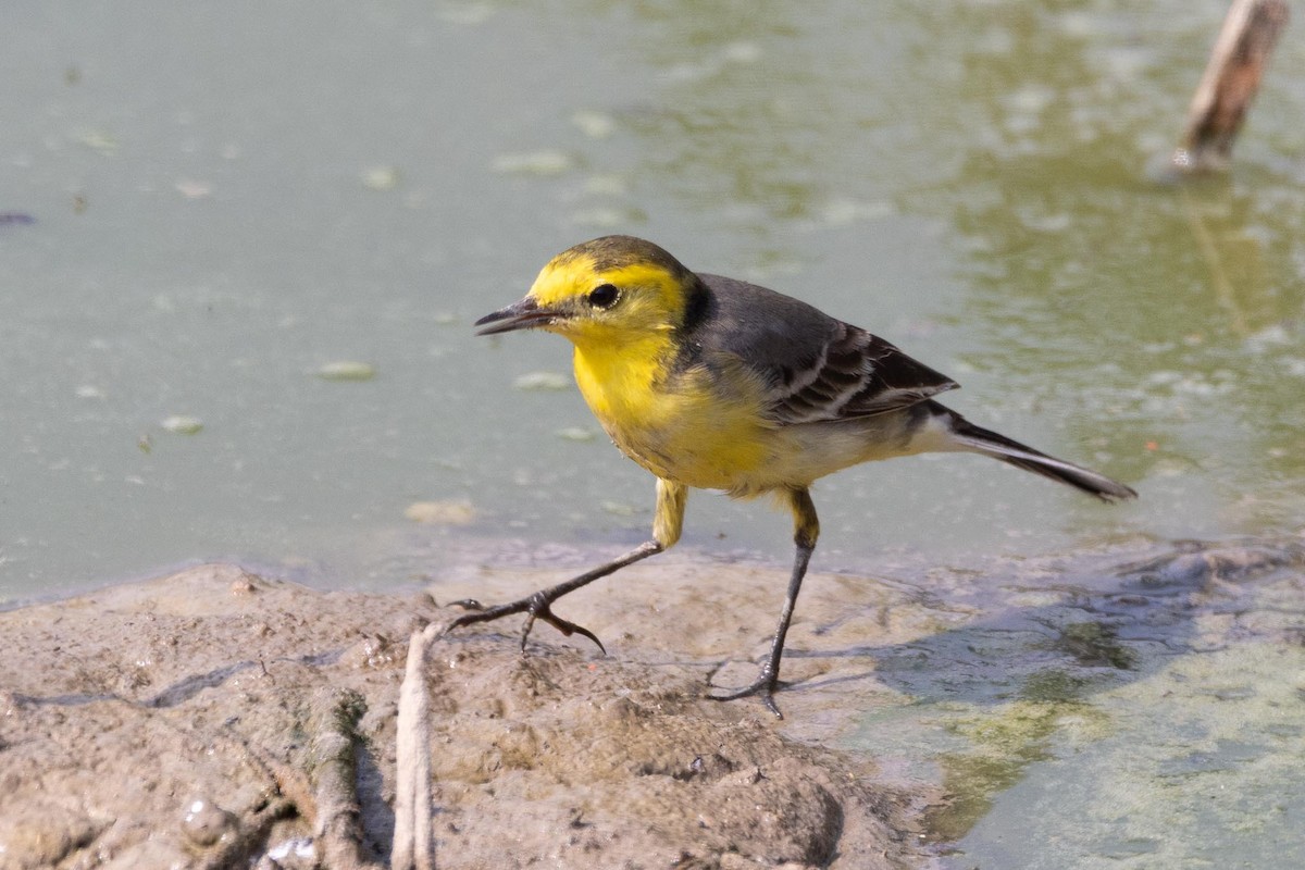 黃頭鶺鴒 - ML646855761