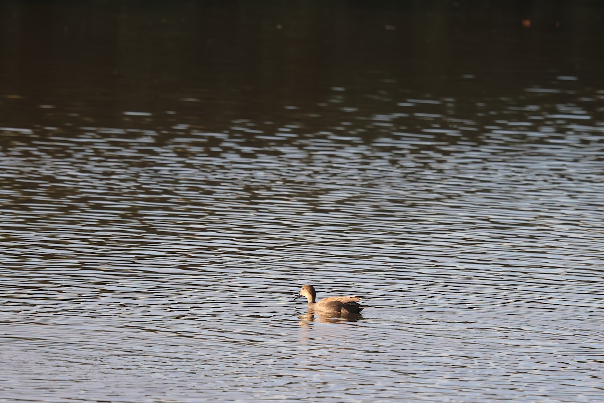 Серая утка - ML646855762