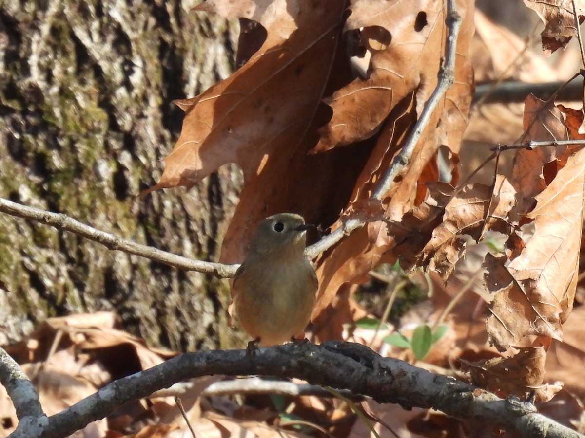 Reyezuelo Rubí - ML646855766