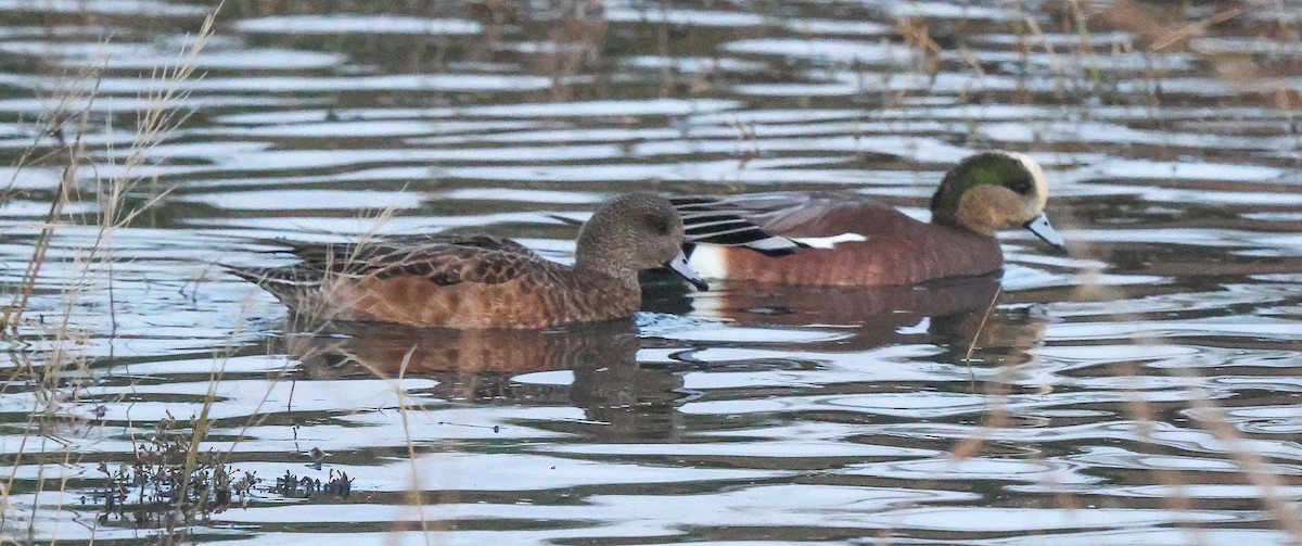 Американская свиязь - ML646855767