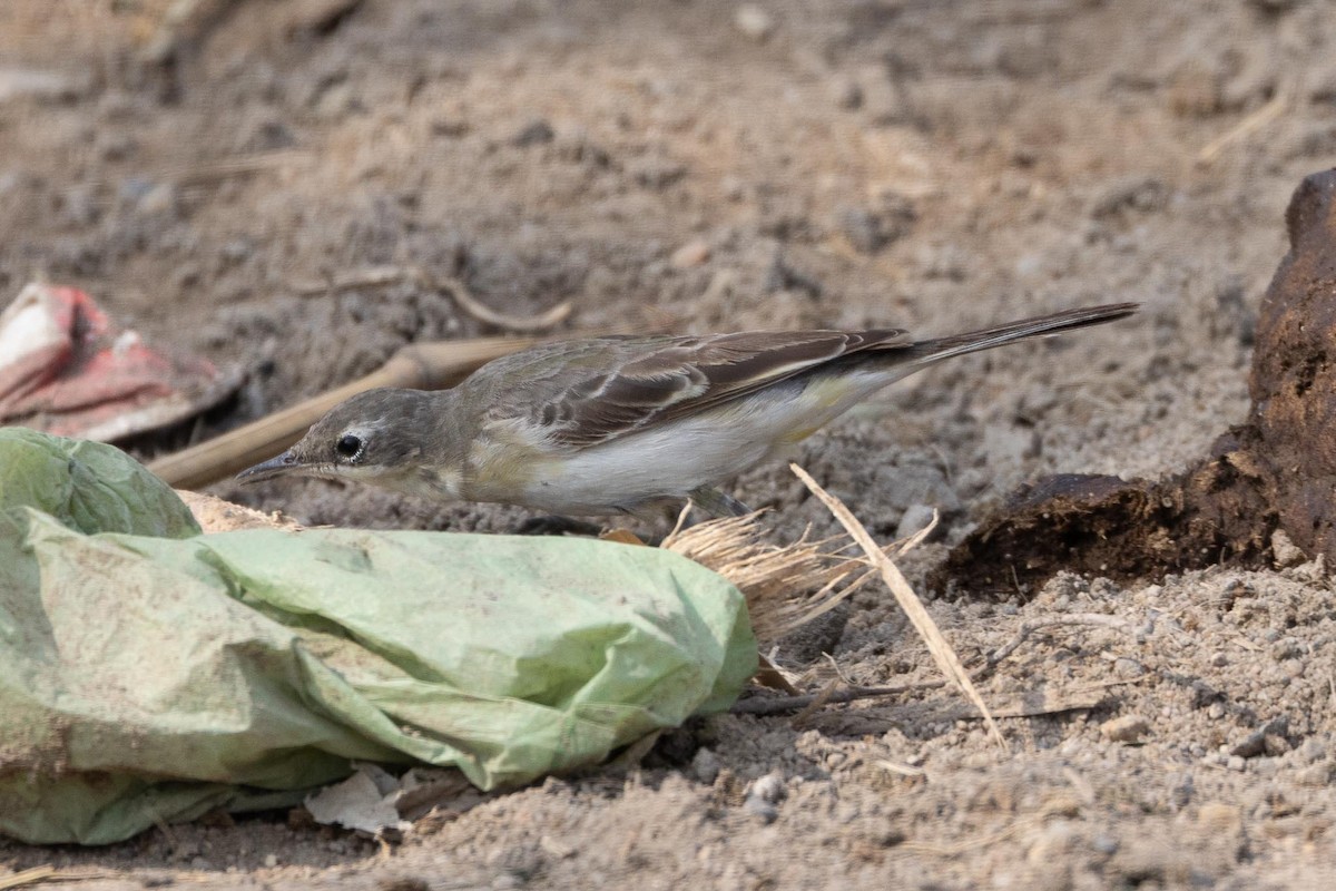 Western Yellow Wagtail - ML646855768