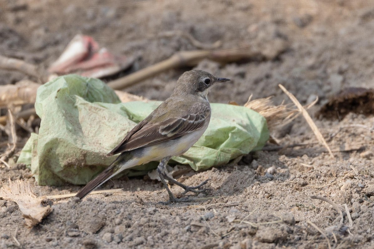 Western Yellow Wagtail - ML646855769