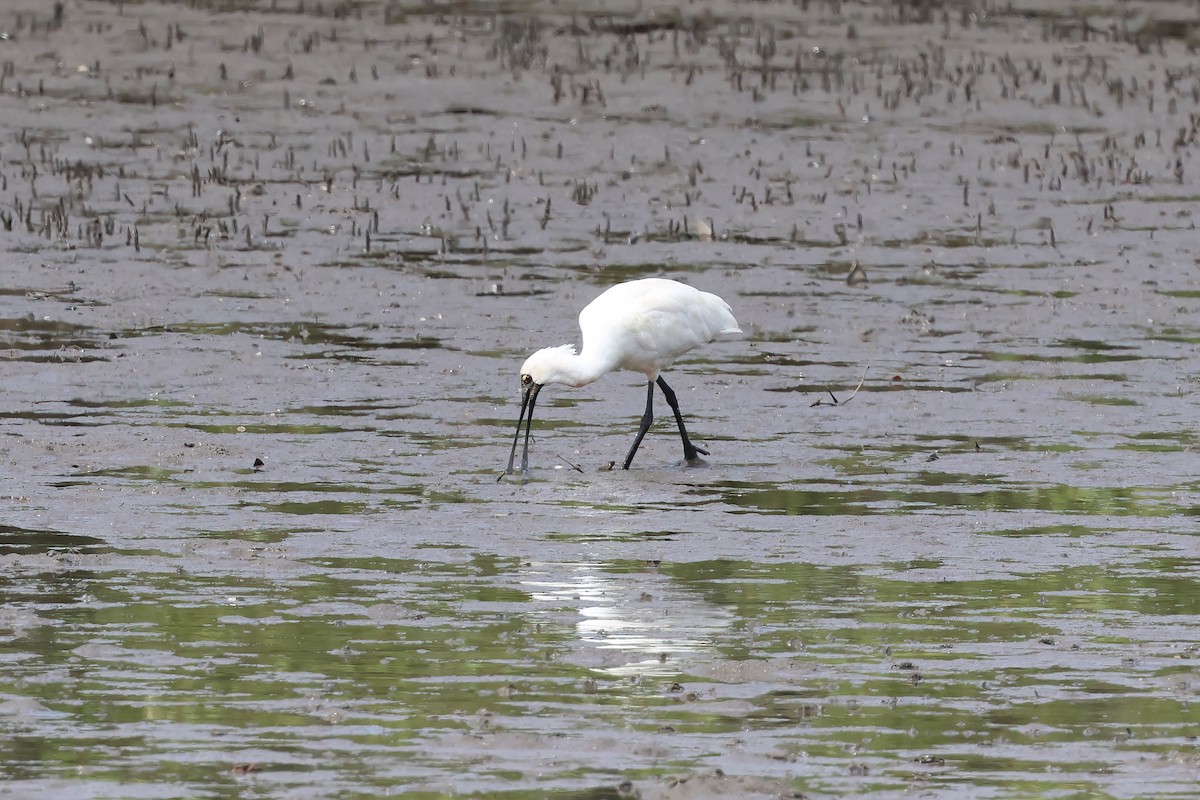 kongeskjestork - ML646855770