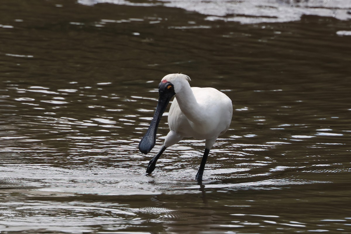 kongeskjestork - ML646855771