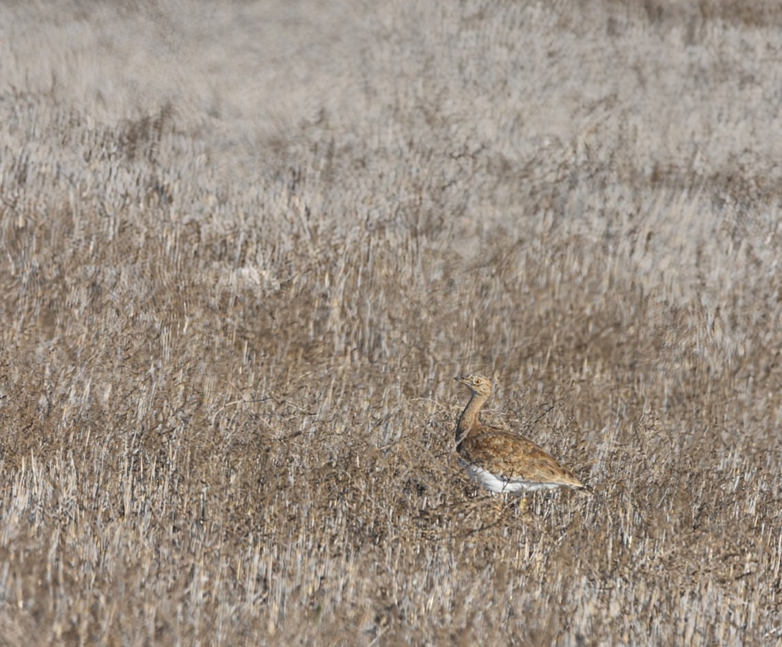 Little Bustard - ML646855772