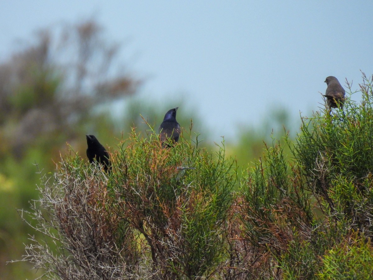 Shiny Cowbird - ML646855773
