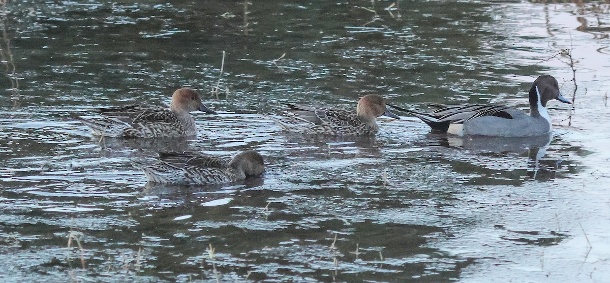 Шилохвость - ML646855775