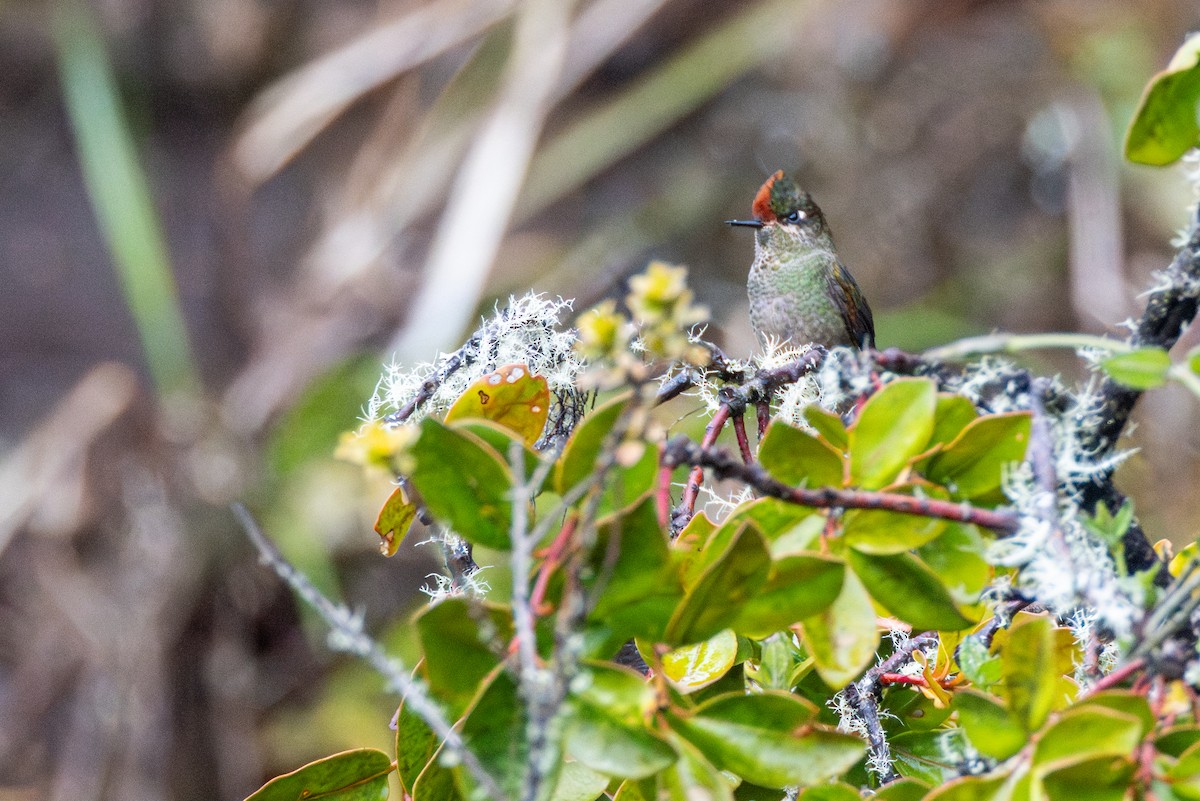Rainbow-bearded Thornbill - ML646855776
