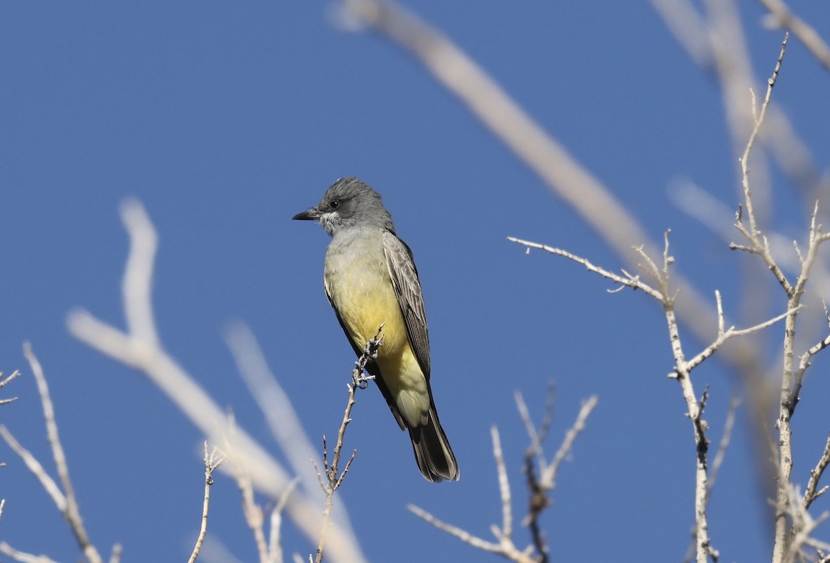 Cassin's Kingbird - ML646855778