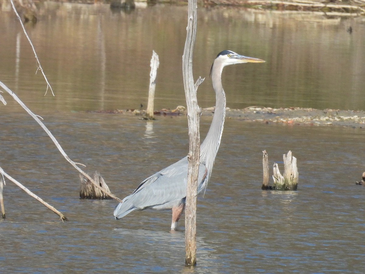 Garza Azulada - ML646855781