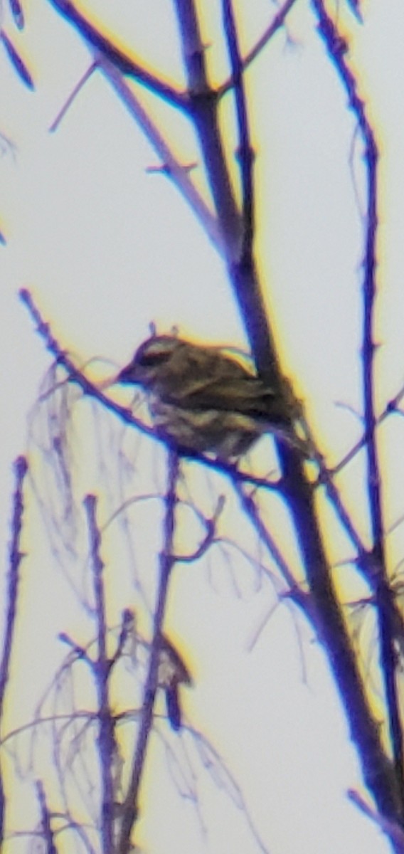 Purple Finch - ML646855783