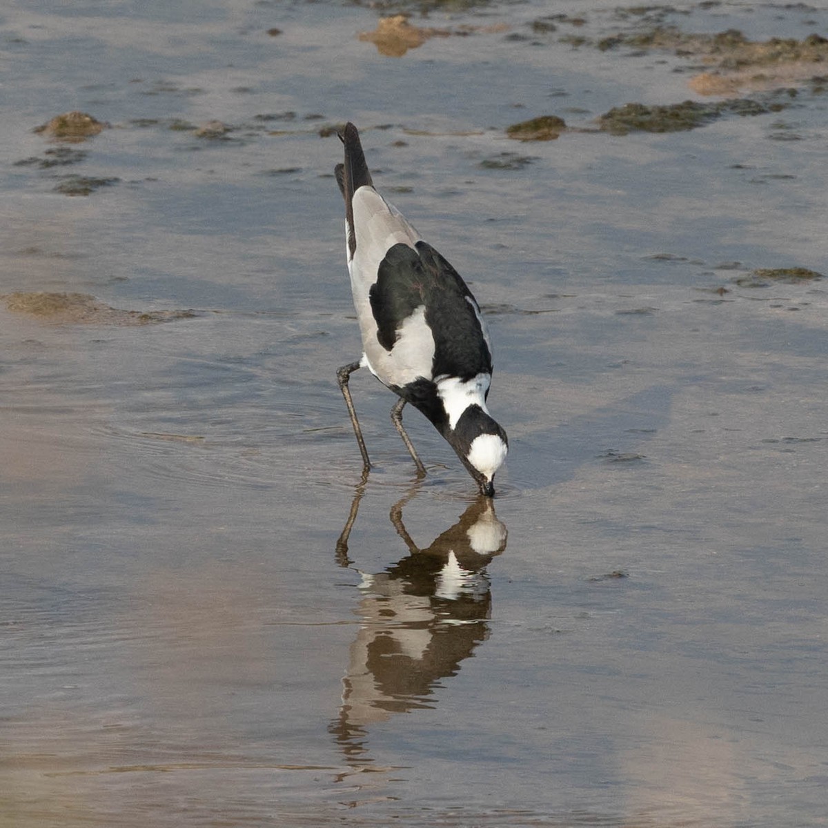 Blacksmith Lapwing - ML646855784