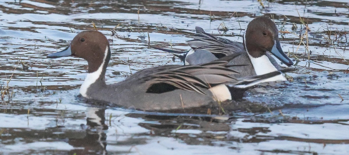 Шилохвость - ML646855785