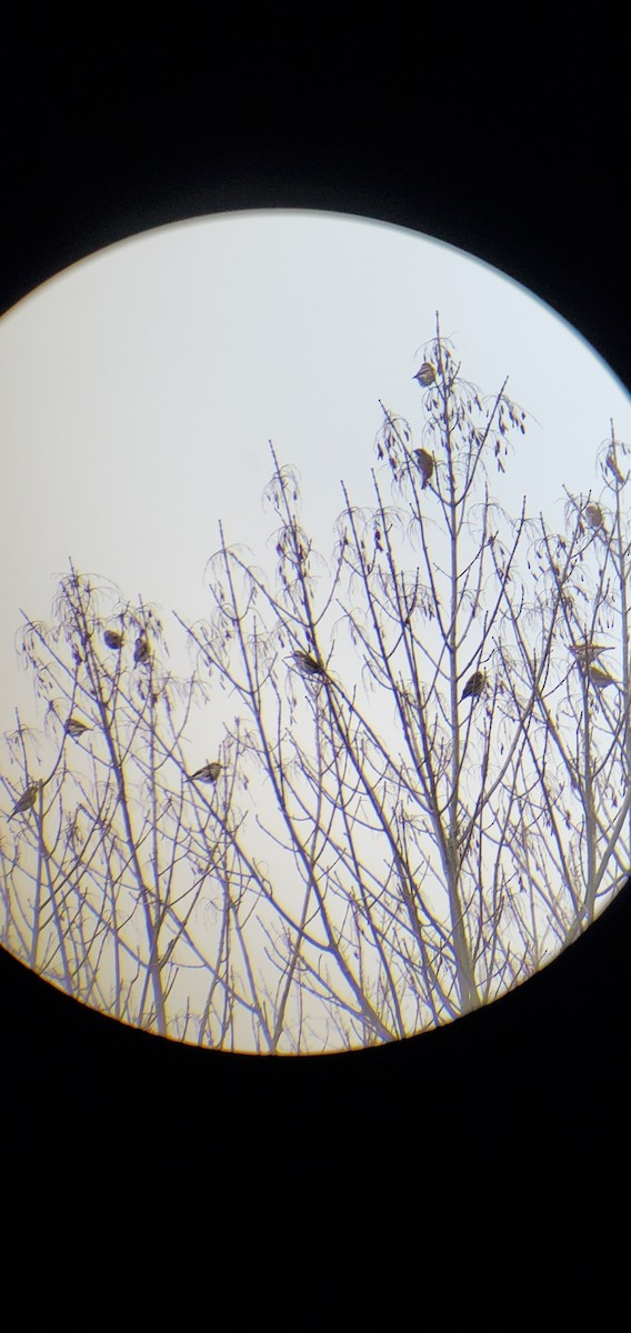 Purple Finch - ML646855786