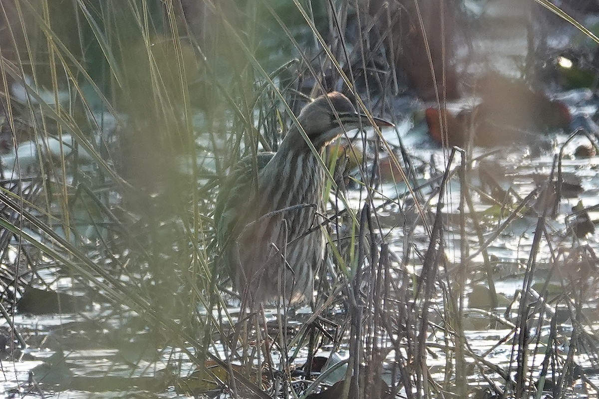 American Bittern - ML646855792