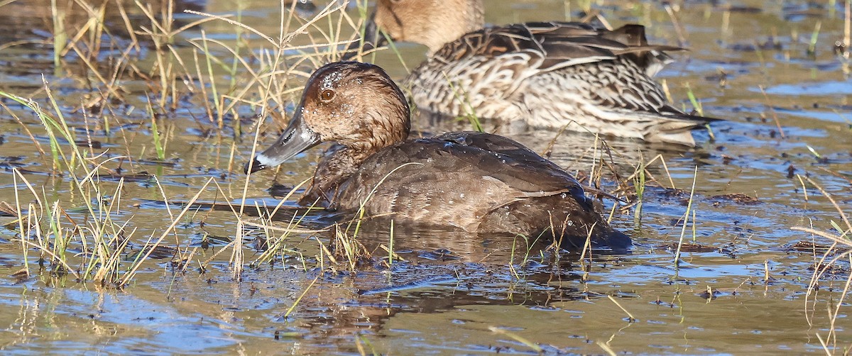 Anatinae sp. - ML646855793