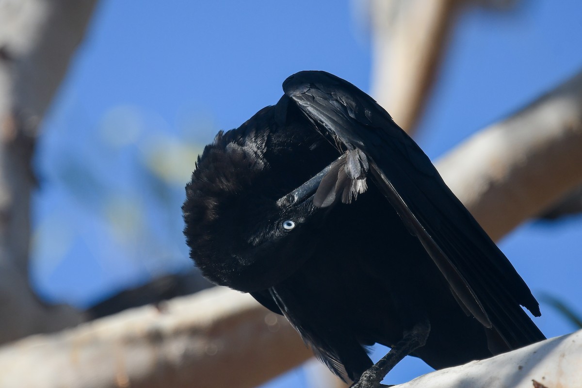 Torresian Crow - ML646855794