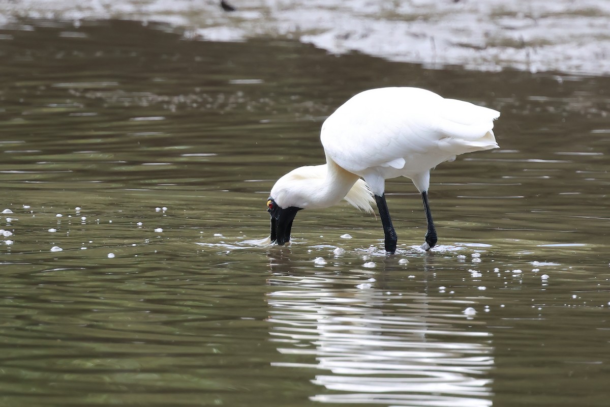 kongeskjestork - ML646855795