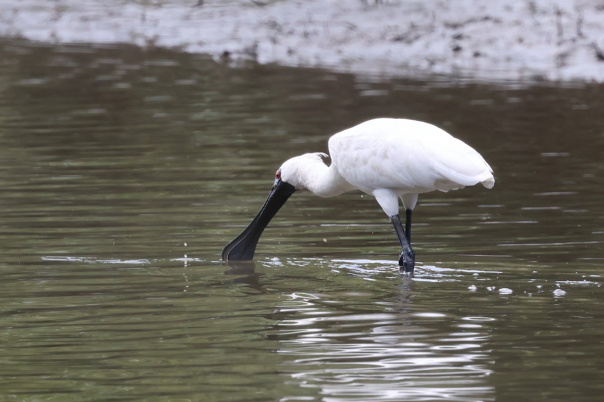 kongeskjestork - ML646855796