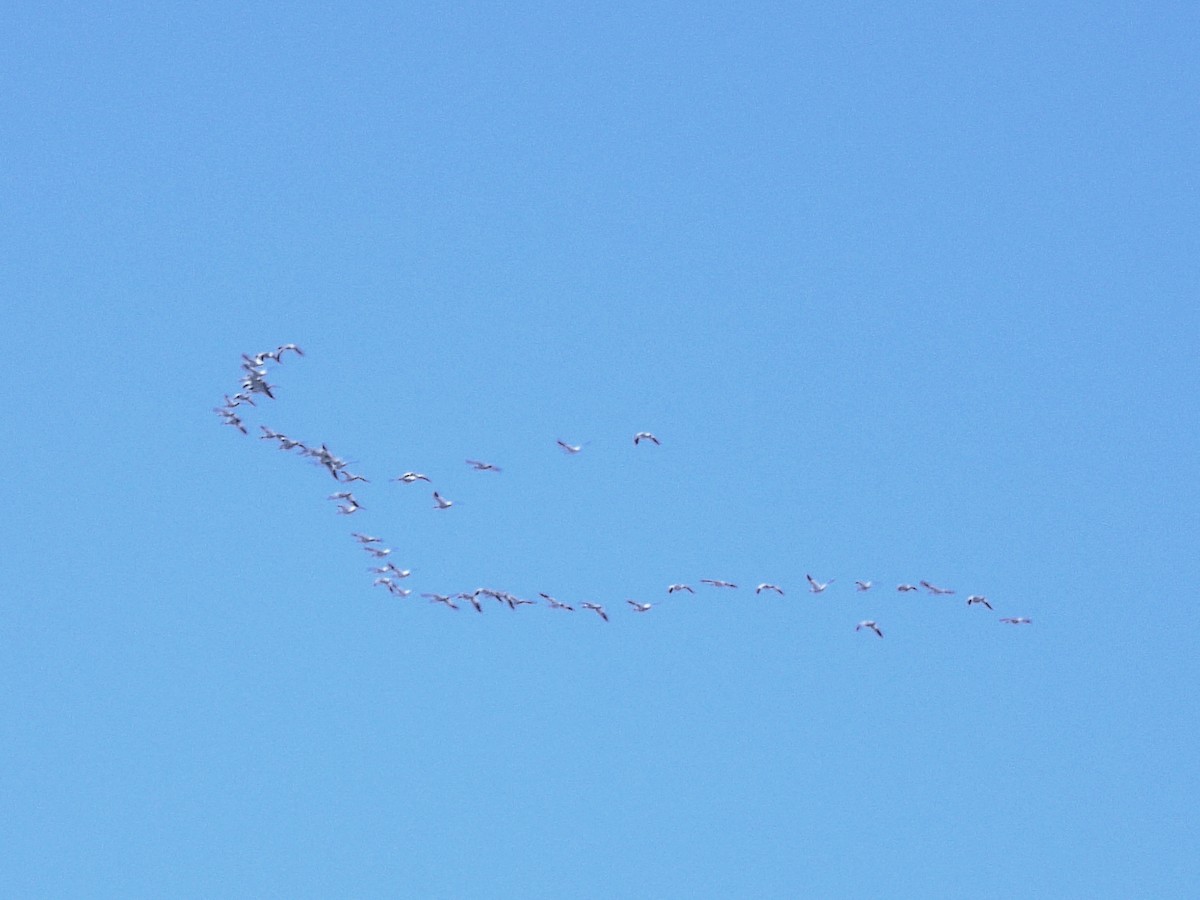 Snow Goose - ML646855800