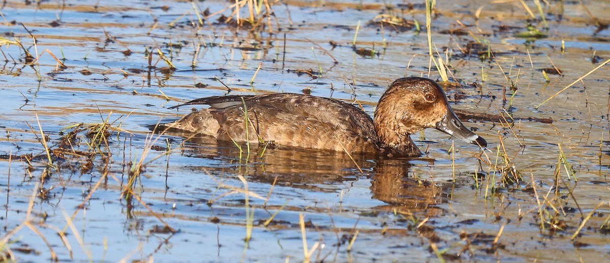 Anatinae sp. - ML646855801