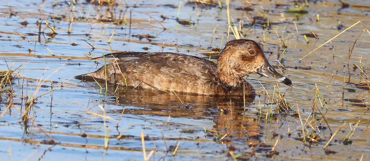 Anatinae sp. - ML646855802