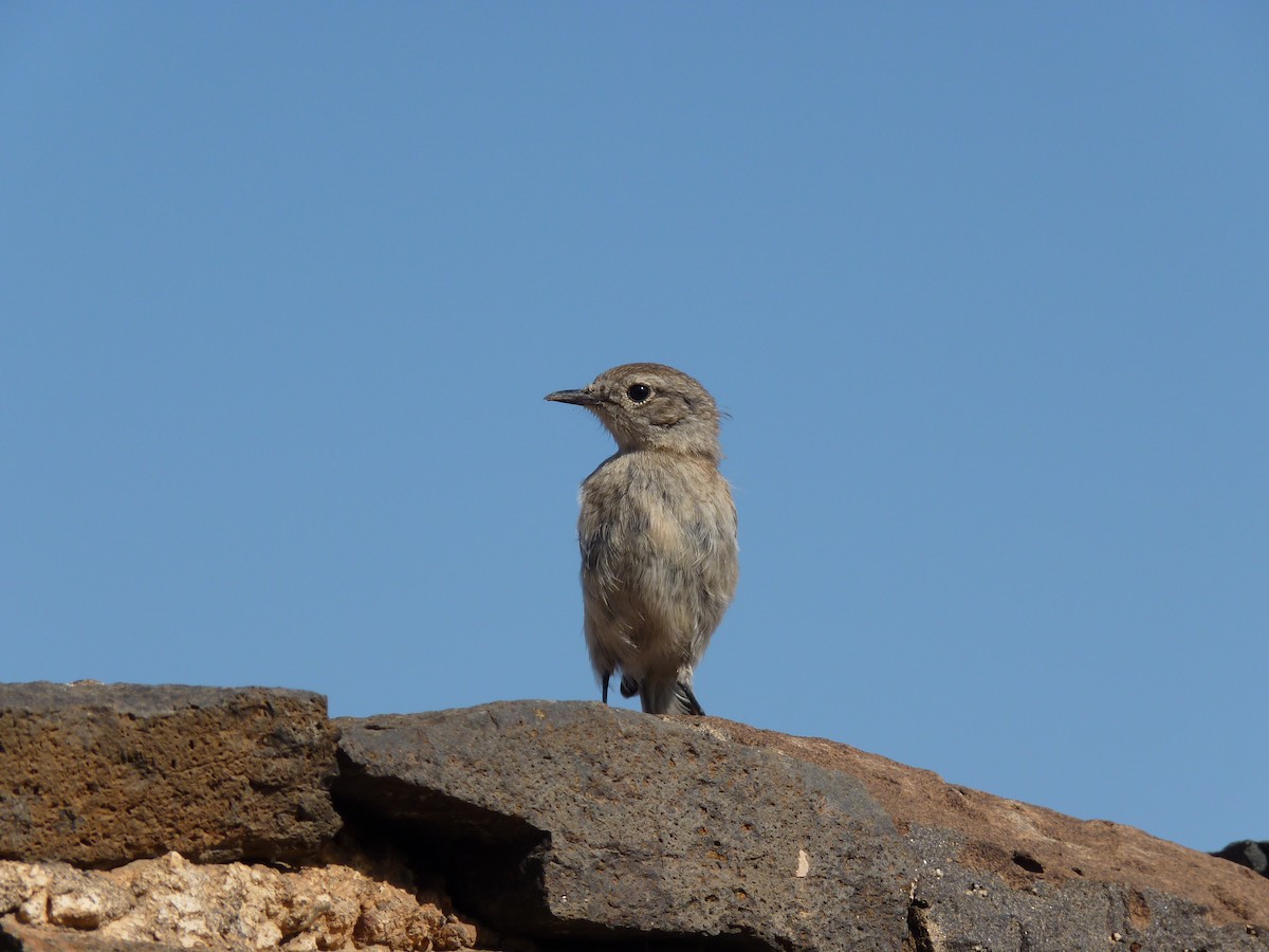 Fuerteventura Stonechat - ML646855803