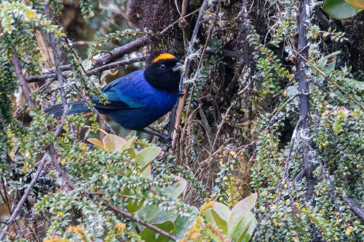 Golden-crowned Tanager - ML646855804