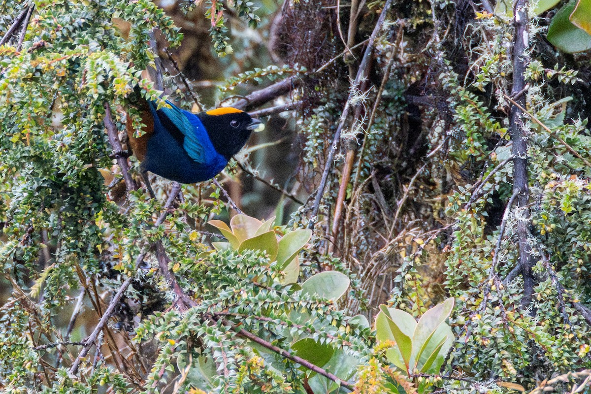 Golden-crowned Tanager - ML646855807